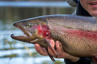 Best Fishing Guides Wilson River Oregon