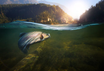 Best Fishing Guides Tuolumne and Merced River California