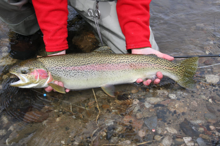 Best Fishing Guides Skagit River Washington