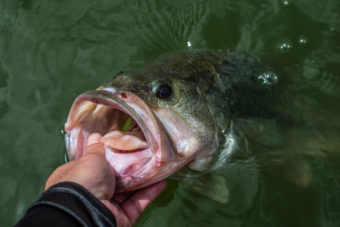 Best Fishing Guides Lake Okeechobee Florida