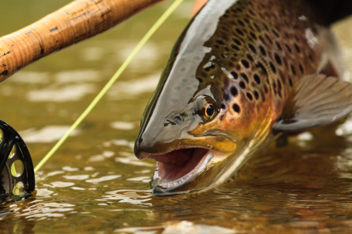 Jeff Goodwin Fishing